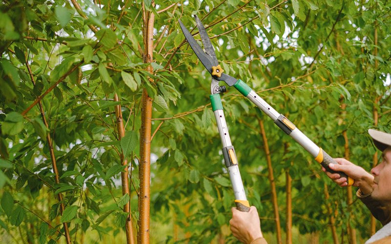 Tree trimming in Altamont, MO